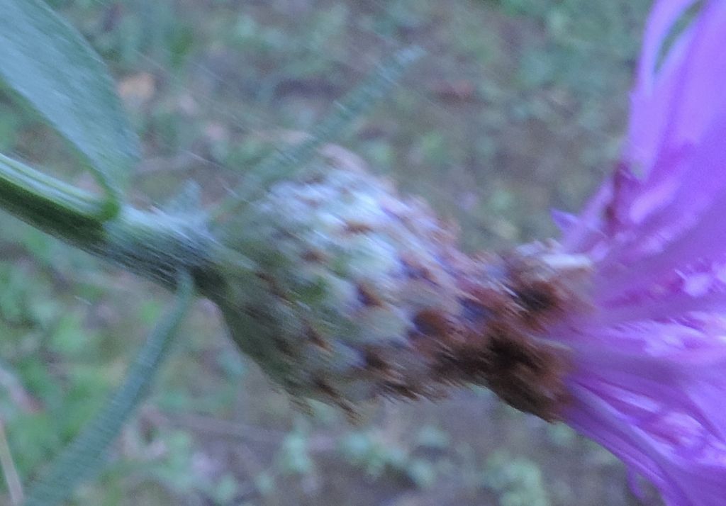 Centaurea nigrescens subsp. nigrescens